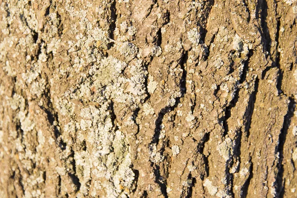 Den teksturerede bark af fyrretræ i sollys - Stock-foto
