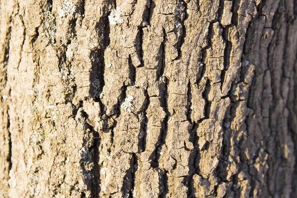 Çam ağacı yarıklar kaba ağaç kabuğu — Stok fotoğraf
