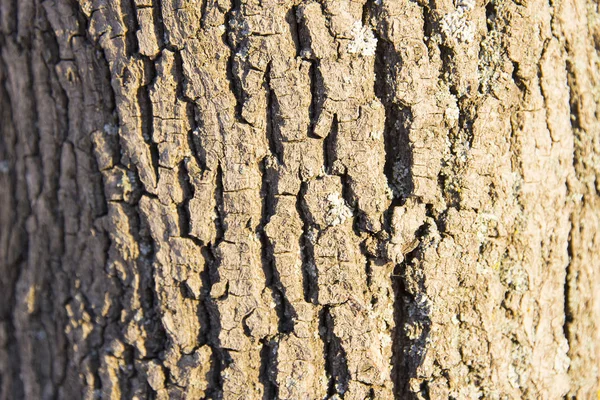 Den teksturerede bark af fyrretræ - Stock-foto