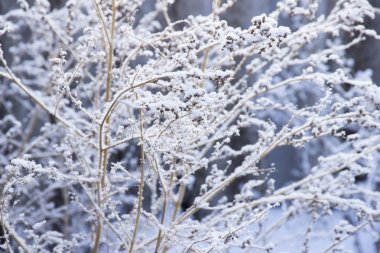 Hoarfrost altında ince dalları ile Funda