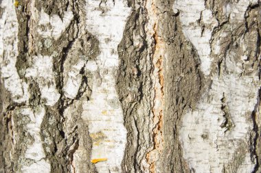 Huş kabuğu içinde güneş ışığı kapatmak