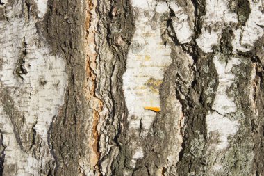Çatlaklar ve eşitsizlik yakın çekim huş kabuğu