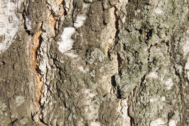 Huş makro kabuğu derin çatlaklar