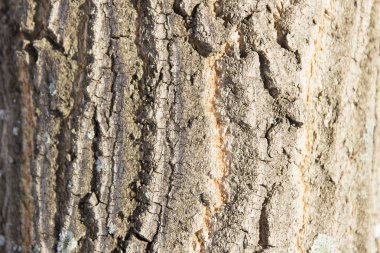 Çatlaklar kabuk dokusu yakın çekim