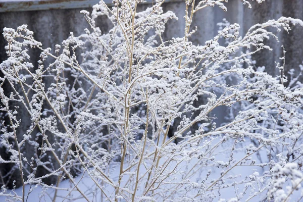 Erba secca in hoarfrost — Foto Stock