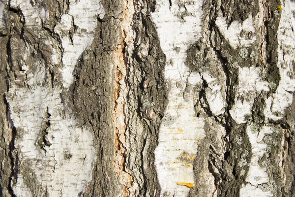 Kůra břízy blízko slunci — Stock fotografie