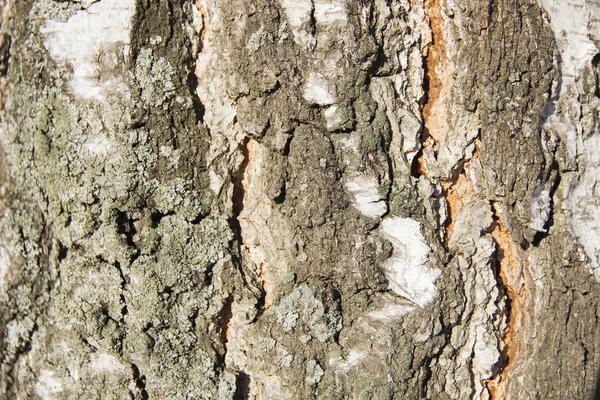 亀裂や凹凸のクローズ アップで白樺の樹皮 — ストック写真