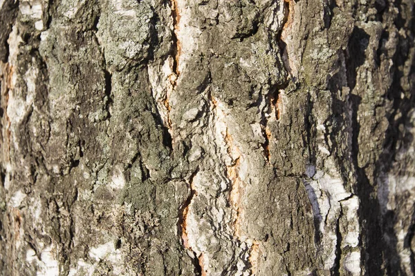 Βαθιές σχισμές στο φλοιό σημύδας μακροεντολής — Φωτογραφία Αρχείου