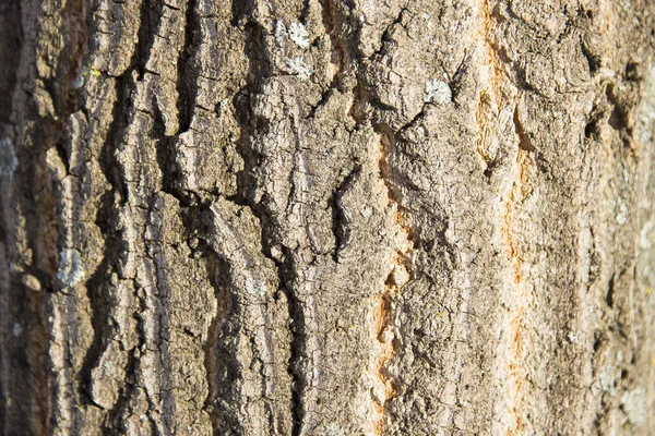 Ağaç diken diken ve çatlaklar kahverengi kabuğu