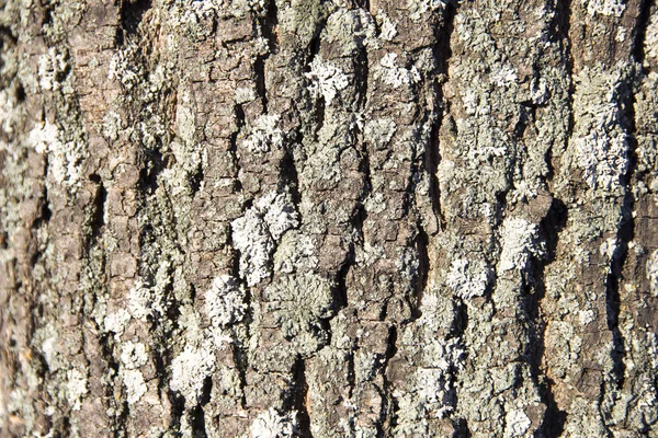 Текстура крупным планом коры дерева — стоковое фото