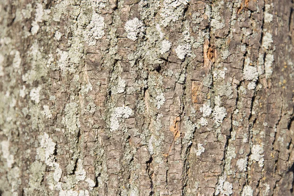 Soulagement écorce d'arbre gros plan — Photo