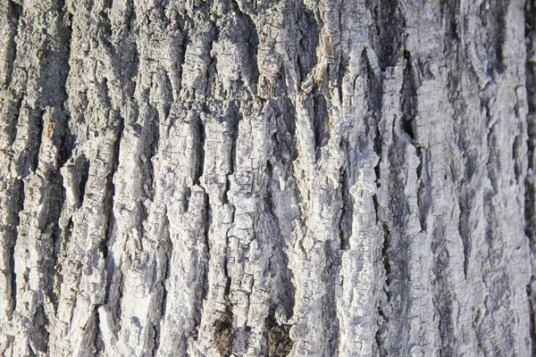 Hvidkalkede træbark nærbillede - Stock-foto