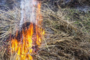 Güçlü kuru ot yanan ateş