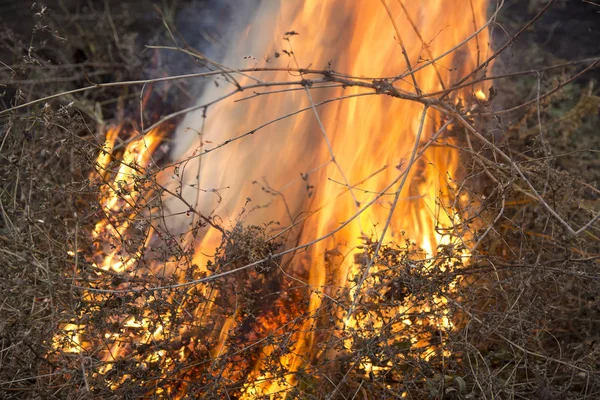 Brann av tørt gress – stockfoto