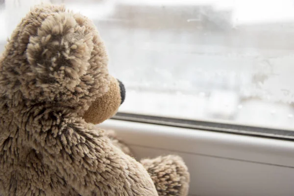 toy bear looks out window