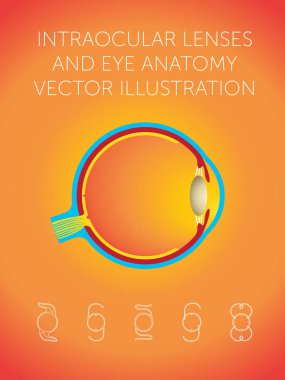 göz içi lens ve göz anatomisi vektör çizim