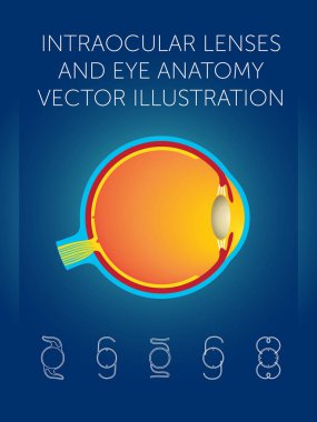 intraocular lenses and eye anatomy vector illustration clipart