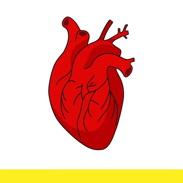 Coeur rouge humain — Image vectorielle