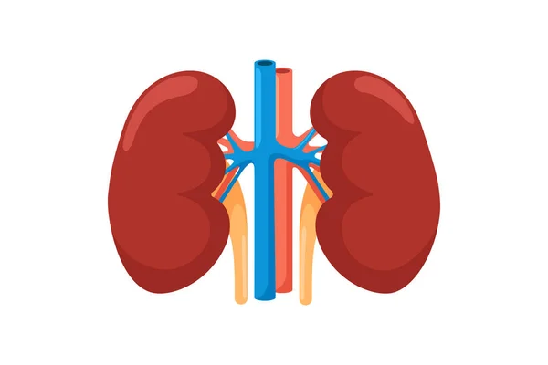 Órgano interno humano renal. Sistema endocrino urinario vista frontal vector ilustración — Vector de stock