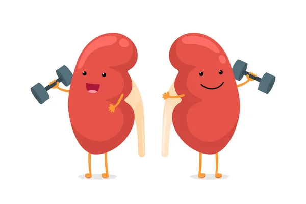 Cute kreskówki uśmiechając zdrowy charakter nerek z hantlami. Ludzki system narządów płciowych anatomii wewnętrznej daje rady, aby utrzymać aktywny i robi ilustrację wektor sportowy — Wektor stockowy