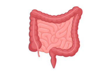 İnsan bağırsakları anatomisi. Karın boşluğu sindirim ve dışkı iç organı. Onikiparmak bağırsağı rektum ve apandis vektör illüstrasyonlu ince ve kalın bağırsak.