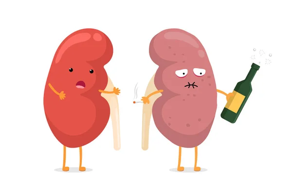 Cute healthy and sad suffering sick kidney character with alcohol and cigarette. Human anatomy genitourinary system internal strong and unhealthy organ compare. Vector illustration — 스톡 벡터