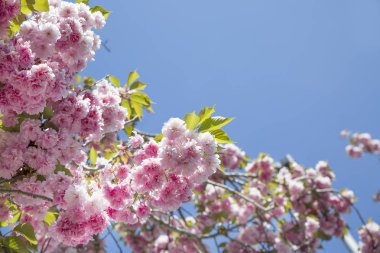 Sakura üzerinde mavi bir gökyüzü