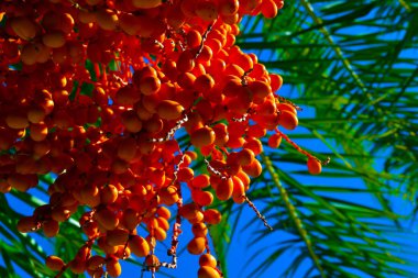 Turuncu meyve kümelerde aşağı asmak. Palm