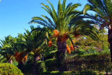 palms kümelerde aşağı turuncu meyve asılı