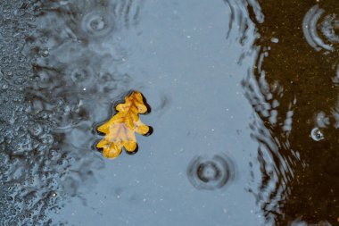 Bir meşe yaprağı asfalt üzerinde azıyorum. Sonbahar, yağmur. Yukarıdan görüntülemek