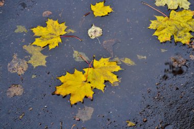 Akçaağaç yaprakları asfalt üzerinde bir su birikintisi yatıyor. Sonbaharda, şehirde yağmur. Yukarıdan görüntüle