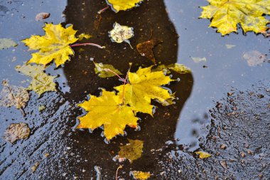 Akçaağaç yaprakları asfalt üzerinde bir su birikintisi yatıyor. Sonbaharda, şehirde yağmur. Yukarıdan görüntüle