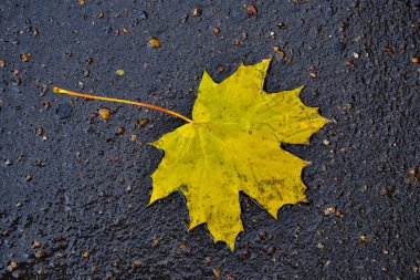 Akçaağaç yaprakları asfalt üzerinde bir su birikintisi yatıyor. Sonbaharda, şehirde yağmur. Yukarıdan görüntüle