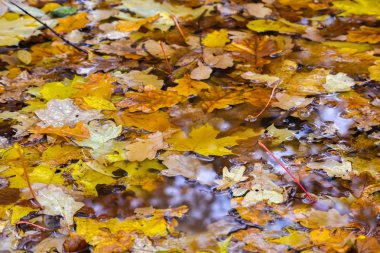Çamura düşmüş akçaağaç ve meşe yaprağı yalan. Yağmur, sonbahar, sarı su yüzeyinde bırakır. Yağmurlu hava.