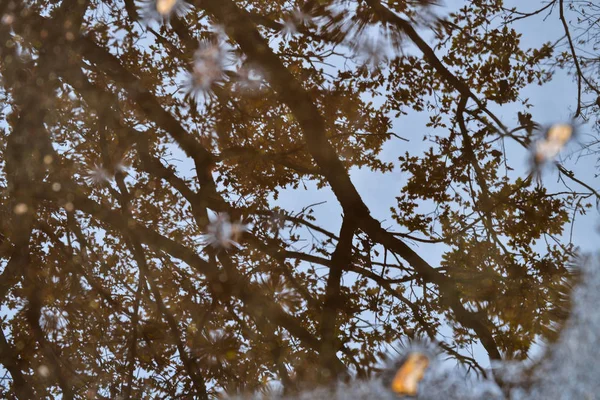 Reflexões de árvores em uma poça na chuva . — Fotografia de Stock