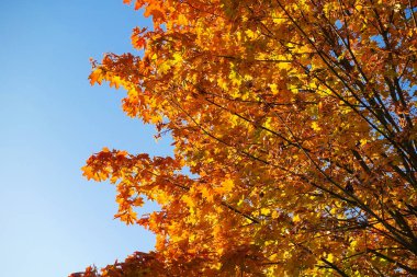 Sarı akçaağaç yaprakları mavi gökyüzü düşmek