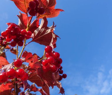 Bahçede kırmızı Viburnum şube. Viburnum (Viburnum opulus) çilek ve sonbahar sonbaharda açık yaprakları. Bir şube üzerinde kırmızı Viburnum çilek bir demet.