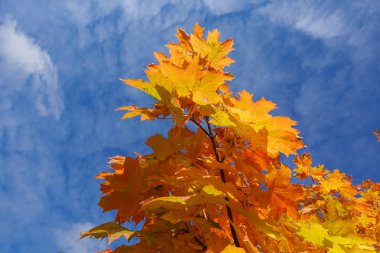 Sarı akçaağaç yaprakları mavi gökyüzü düşmek