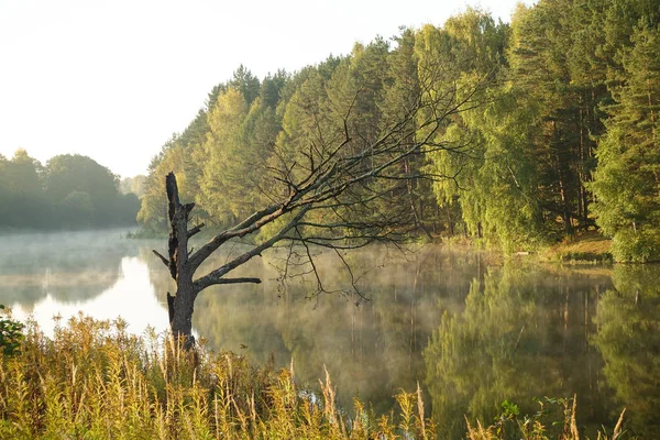 Lago en el bosque. Árbol seco junto al lago — Foto de Stock