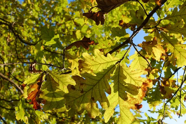 Красивый осенний фон. Цветные осенние дубовые листья . — стоковое фото