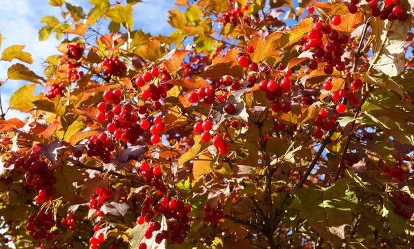 Red viburnum branch in the garden. Viburnum (viburnum opulus) berries and leaves outdoor in autumn fall. Bunch of red viburnum berries on a branch. — Stock Photo, Image