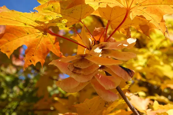 Feuilles d'érable jaune automne dans le ciel bleu — Photo