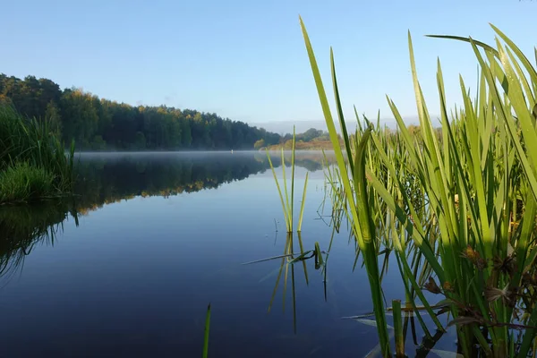 Lago con una superficie lisa y cañas reflejadas en el agua Imagen De Stock