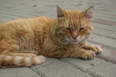 Tatlı bir kızıl sokak kedisi dinleniyor..