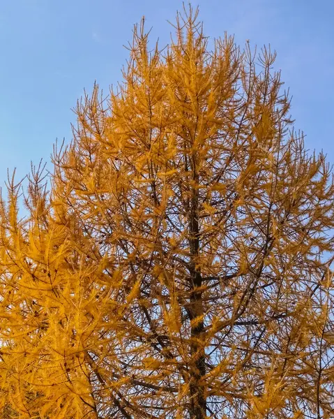 干燥的针叶树对着天空. 生态灾难。 干旱. — 图库照片