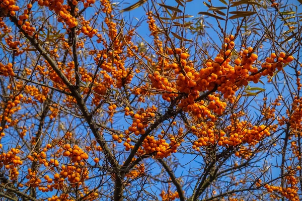 Hippophae. A branch with sea-buckthorn berries against the blue sky — Stock Photo, Image