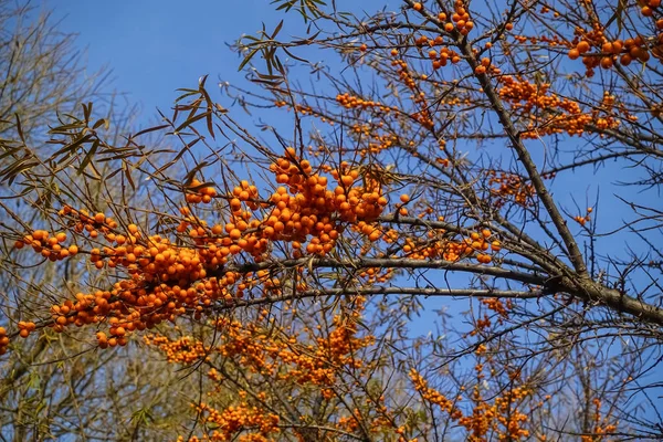 Hippophae. A branch with sea-buckthorn berries against the blue sky — Stock Photo, Image