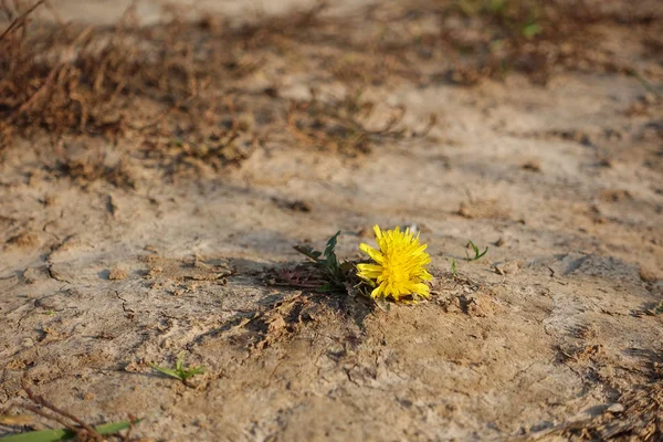 Gelber Löwenzahn wächst auf einem Feldweg. Kampf ums Leben. Macht und Liebe — Stockfoto