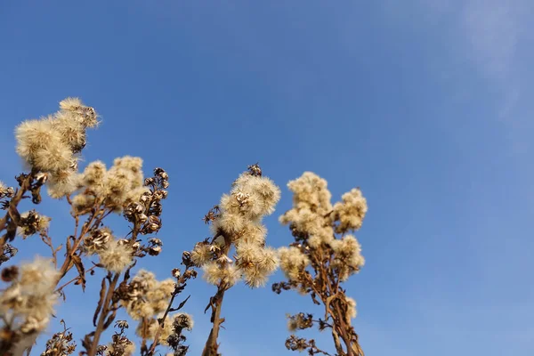 Grama espinhosa seca em um fundo do céu azul — Fotografia de Stock