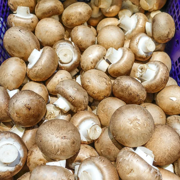 Royal champignons. Group of champignons. Background of fresh champignons. Photo of edible mushrooms. Grocery banner Royaltyfria Stockbilder